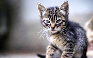 обоя животные, коты, котенок, серый, полосатый, взгляд