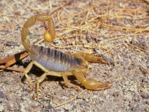Картинка животные скорпионы