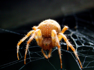 Картинка паучок животные пауки