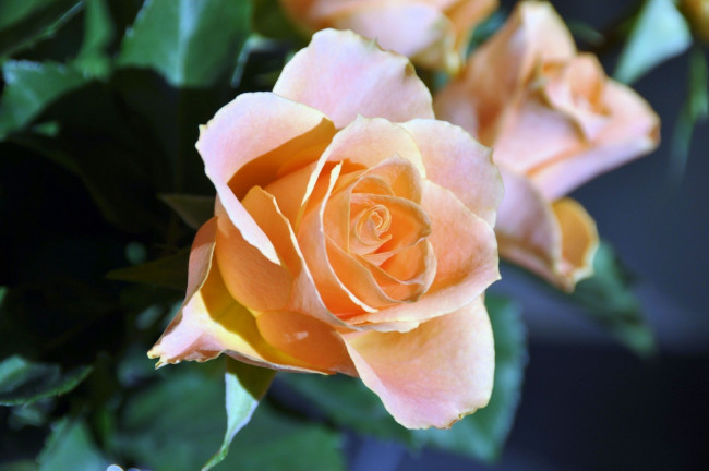 Обои картинки фото цветы, розы, кремовый