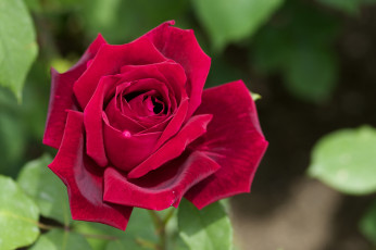Картинка цветы розы красный роскошь королева