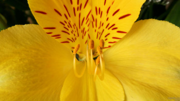 Картинка цветы альстромерия лепестки