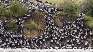 Картинка животные антилопы гну берег река