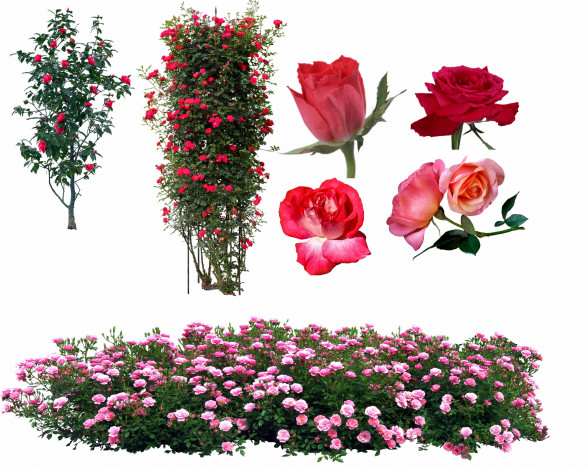 Обои картинки фото цветы, розы, кустовые, чайные, розовые, деревья
