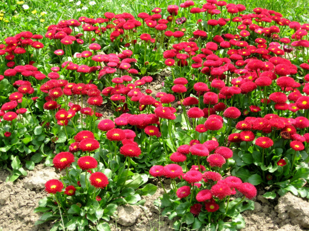 Обои картинки фото цветы, маргаритки, сад, красные