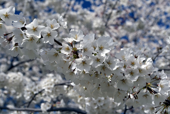 Обои картинки фото цветы, сакура, вишня, цветение, весна, ветка