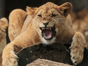 Картинка животные львы ярость львица