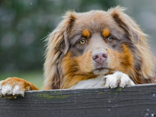 Картинка животные собаки пёс взгляд доска