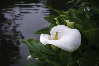 Картинка цветы каллы белый вода