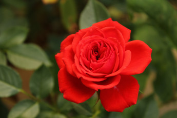Картинка цветы розы бутон лепестки макро