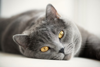 Картинка животные коты серый взгляд британец