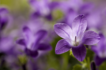Картинка цветы колокольчики макро фиолетовый