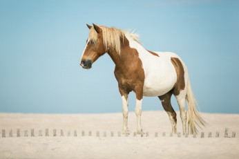 Картинка животные лошади песок конь