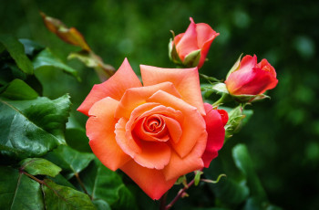 Картинка цветы розы оранжевый бутоны