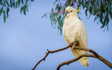 Картинка большой желтохохлый какаду животные попугаи ветка