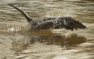 Картинка животные выдры каланы ондатры прыжок вода