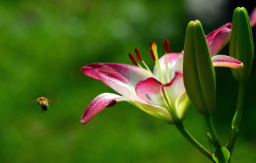 Картинка цветы лилии лилейники макро тычинки пчела