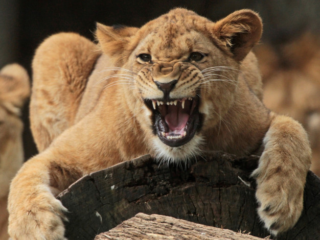 Обои картинки фото животные, львы, ярость, львица