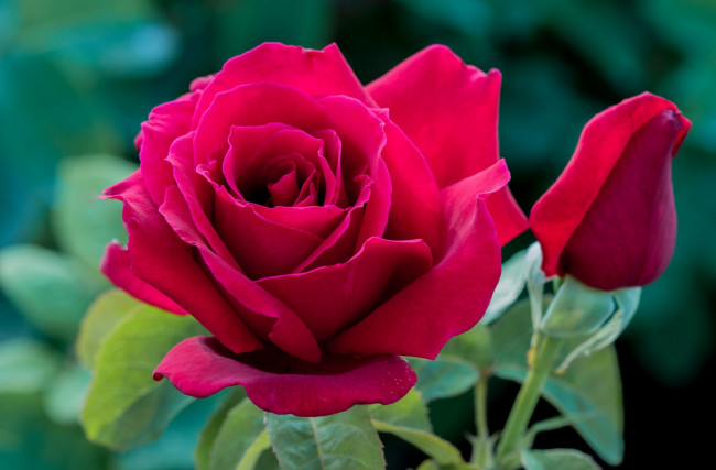 Обои картинки фото цветы, розы, красный, бутон
