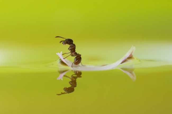 Обои картинки фото серфенгист, животные, насекомые, лепесток, макро, плавание, отражение, вода, муравей