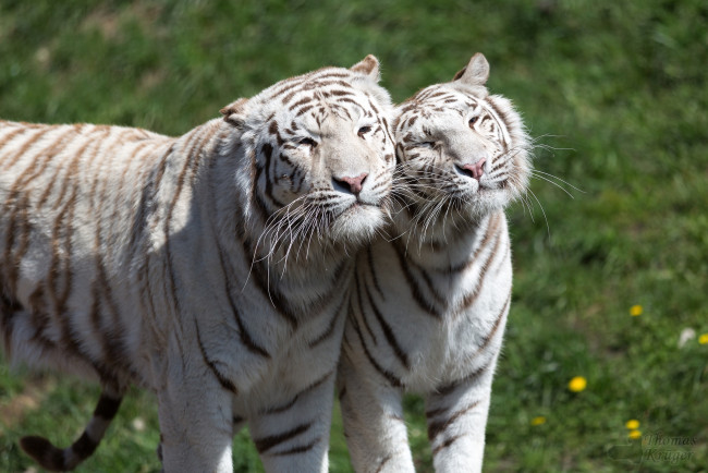 Обои картинки фото животные, тигры, пара, чувства