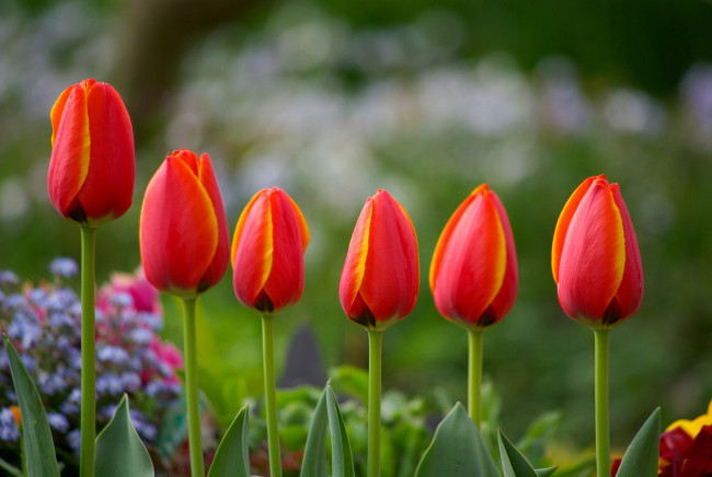 Обои картинки фото цветы, тюльпаны, красный, бутоны