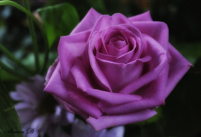 Обои картинки фото цветы, розы, бутон, макро