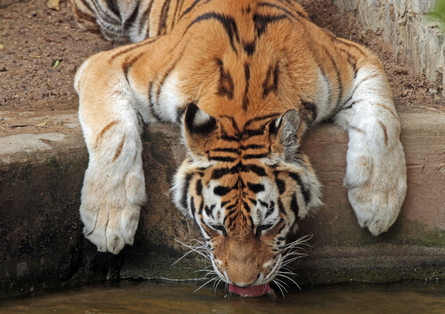 Обои картинки фото животные, тигры, водопой, жажда