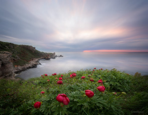 Картинка природа побережье море обрыв цветы пионы пейзаж