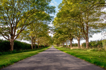 Картинка природа дороги трава обочины шоссе деревья