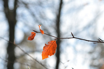Картинка природа листья ветка макро