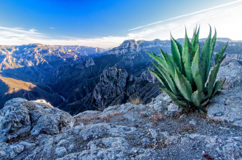 Картинка природа горы кактус ущелье
