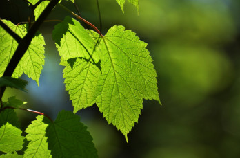 Картинка природа листья зеленый макро лето
