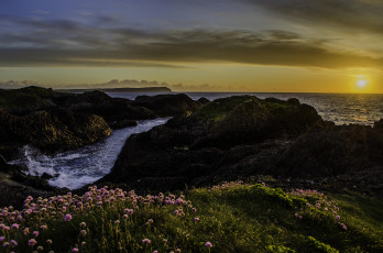 Картинка природа восходы закаты заря горизонт цветы камни берег океан