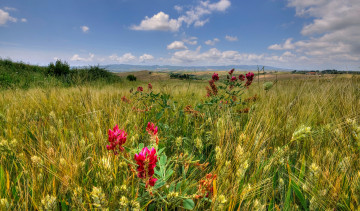 Картинка природа поля горизонт цветы поле рожь