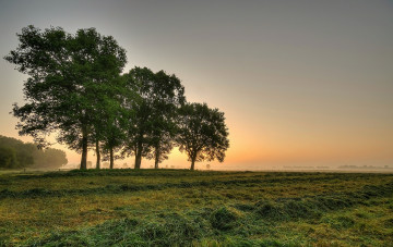 Картинка природа поля деревья трава поле рассвет