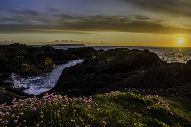 Обои картинки фото природа, восходы, закаты, заря, горизонт, цветы, камни, берег, океан
