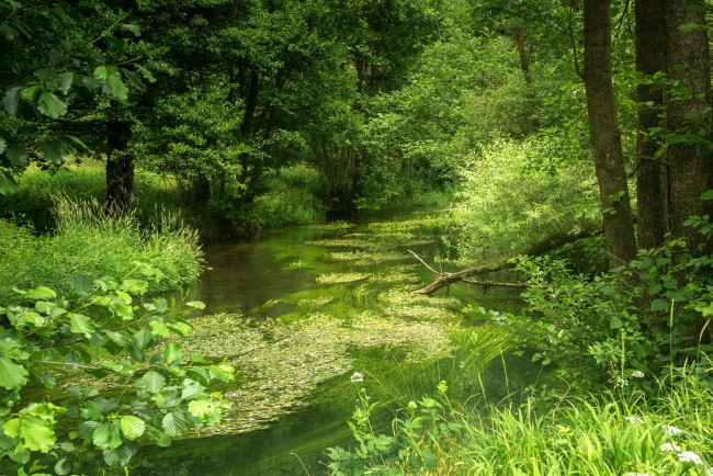 Обои картинки фото германия бавария, природа, реки, озера, германия, лето, лес, река, бавария