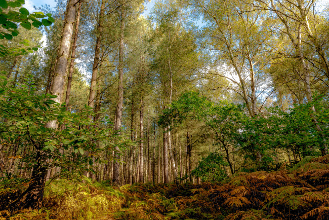 Обои картинки фото природа, лес, папоротники, деревья, осень