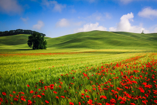 https://pw.artfile.me/wallpaper/05-07-2014/650x434/priroda-luga-lug-holmy-derevya-cvety-mak-844116.jpg