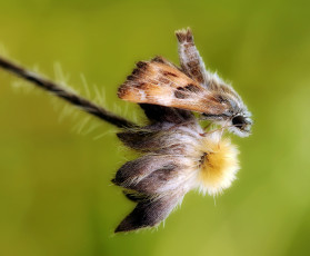 Картинка животные бабочки +мотыльки +моли фон моль травинка утро насекомое макро