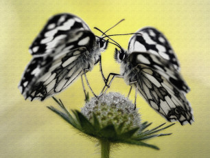 Картинка животные бабочки +мотыльки +моли макро усики крылья обработка травинка цветок