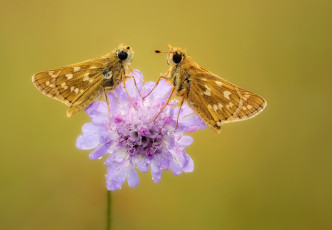 Картинка животные бабочки +мотыльки +моли насекомые пара фон макро утро цветок травинка