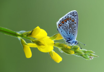 Картинка животные бабочки +мотыльки +моли цветы травинка усики крылья бабочка макро