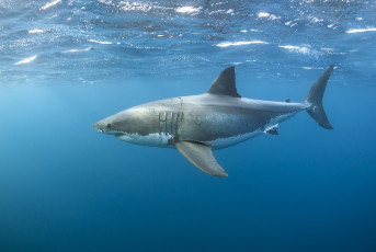 Картинка great+white+shark животные акулы акула океан