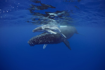Картинка sleeping+mother+and+calf+humpback+whales животные киты +кашалоты детеныш китиха