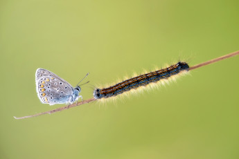 Картинка животные разные+вместе фон травинка крылья бабочка макро гусеница