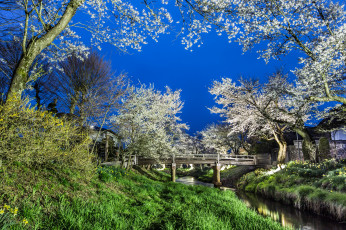 Картинка природа парк небо деревья мост весна река вечер