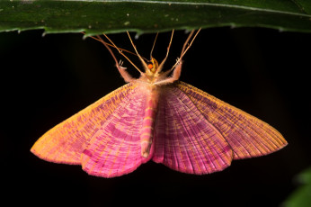 Картинка животные бабочки +мотыльки +моли ночь усики мотылёк розовый крылья бабочка макро
