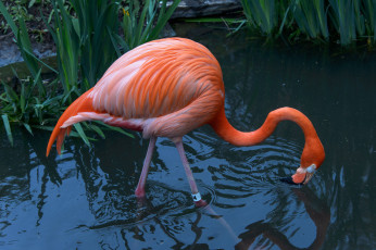 Картинка животные фламинго розовый